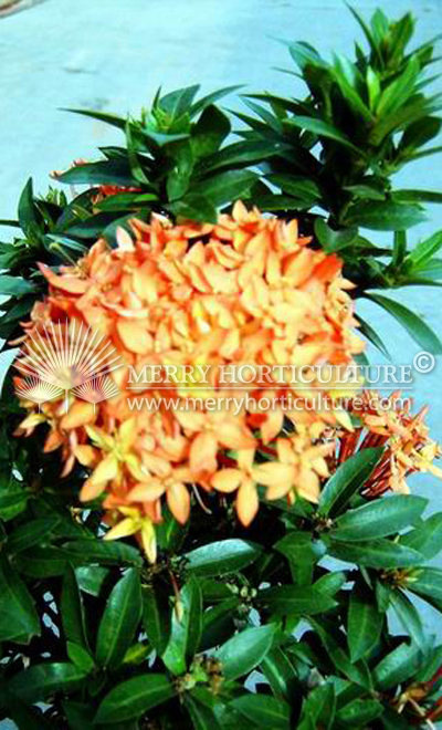 Ixora chinensis orange